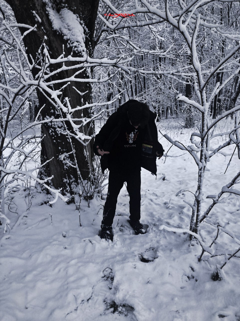 cvzxeov - Winter Forest